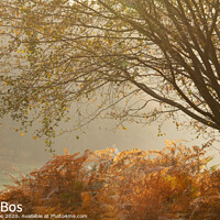 Buy canvas prints of Misty Autumn Morning by Chris Bos