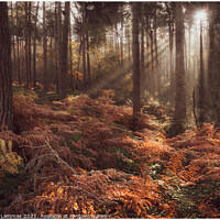 Buy canvas prints of Delamere Forest morning sunlight  by Rebecca Lammas