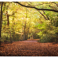 Buy canvas prints of Eastham woods in autumn  by Rebecca Lammas