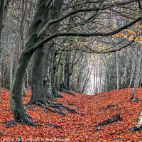 Buy canvas prints of Autumn Woods Kelsall Hill, Delamere Forrest by Rebecca Lammas