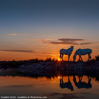 Buy canvas prints of Horses grazing at Sunrise by Marketa Zvelebil