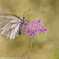 Buy canvas prints of Butterfly on Pink by Marketa Zvelebil
