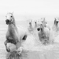 Buy canvas prints of Galloping through the Sea by Marketa Zvelebil
