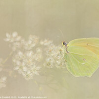 Buy canvas prints of Yellow Butterfly by Marketa Zvelebil