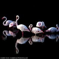 Buy canvas prints of Flamingoes at dusk by Marketa Zvelebil