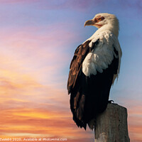 Buy canvas prints of Eagle at sunset by Marketa Zvelebil