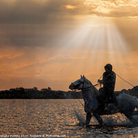 Buy canvas prints of A horse guardian riding in the sun glow by Marketa Zvelebil