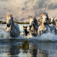 Buy canvas prints of Camargue Horses galloping through water by Marketa Zvelebil