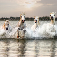 Buy canvas prints of Through water horses gallop by Marketa Zvelebil