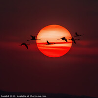 Buy canvas prints of A flock of Flamingos flying across the setting sun by Marketa Zvelebil