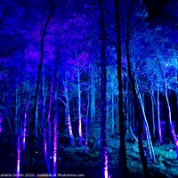 Buy canvas prints of Enchanted Forest by Charlotte Smith