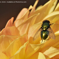 Buy canvas prints of Fly on a yellow flower by Daniel Durgan