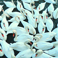 Buy canvas prints of Many Swans Gathering by Daniel Durgan