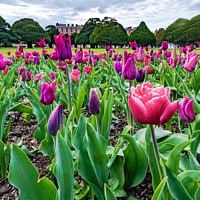 Buy canvas prints of Tulips at Hampton Court Palace by Hiran Perera