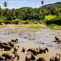 Buy canvas prints of Elephants Sri Lanka by Hiran Perera