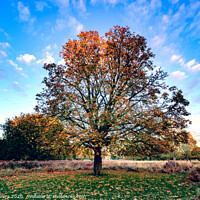 Buy canvas prints of Autumn Sunset, Glowing Tree at Richmond Park by Hiran Perera