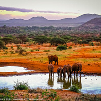 Buy canvas prints of Elephants at the Waterhole, Kenya by Hiran Perera
