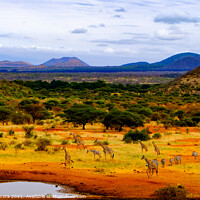 Buy canvas prints of Giraffe and Zebra at Waterhole, Kenya by Hiran Perera