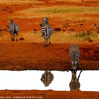 Buy canvas prints of Zebra Drinking at Waterhole, Kenya by Hiran Perera