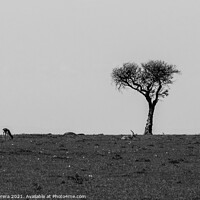 Buy canvas prints of Lone Acacia Tree with Thomson's gazelle, Maasai Mara, Kenya by Hiran Perera