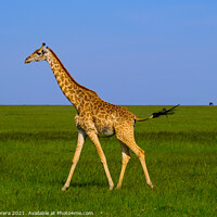 Buy canvas prints of Giraffe Masai Mara Kenya Africa by Hiran Perera