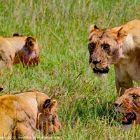Buy canvas prints of Lions after a kill, Masai Mara, Kenya by Hiran Perera