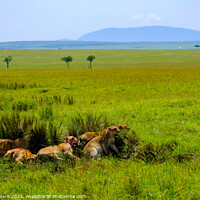 Buy canvas prints of Lions Relaxing After a Kill, Masai Mara, Kenya by Hiran Perera