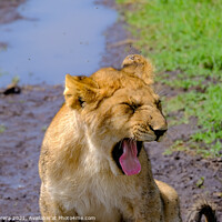 Buy canvas prints of Lion Cub Yawning by Hiran Perera