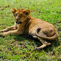 Buy canvas prints of A Lion Cub lying in the grass, Masai Mara, Kenya by Hiran Perera