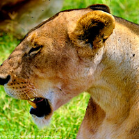Buy canvas prints of Profile of Lioness, Masai Mara, Kenya by Hiran Perera