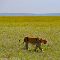 Buy canvas prints of Lion walking in the Masai Mara, Kenya by Hiran Perera