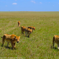 Buy canvas prints of A Pride of Lions Walking in the Masai Mara, Kenya by Hiran Perera