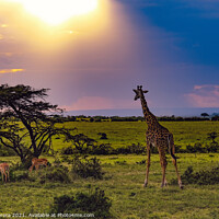 Buy canvas prints of Giraffe takes in the sunset, Masai Mara, Kenya by Hiran Perera