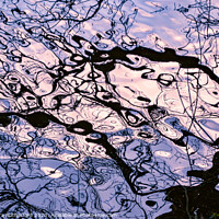 Buy canvas prints of Abstract Aquatic Branch Reflection by Alexandra Rutherford