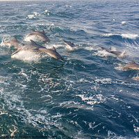 Buy canvas prints of School of Dolphin's  by Jake Bird