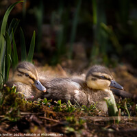 Buy canvas prints of Two Nestling Ducklings by Victoria Welton