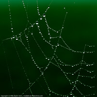 Buy canvas prints of Enchanting Spider's Web Glistening with Dewdrops by Mike Byers