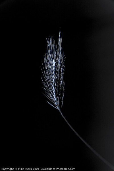 "Glimmering Grain: A Singular Barley Stalk" Picture Board by Mike Byers