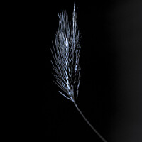 Buy canvas prints of "Glimmering Grain: A Singular Barley Stalk" by Mike Byers