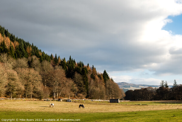 Graceful Equines in Serene Scottish Landscape Picture Board by Mike Byers