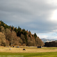 Buy canvas prints of Graceful Equines in Serene Scottish Landscape by Mike Byers