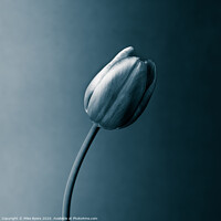 Buy canvas prints of A Monochromatic Tulip's Elegance by Mike Byers