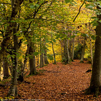 Buy canvas prints of "Golden Transformation: A Serene Autumn Woodland" by Mike Byers