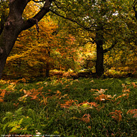 Buy canvas prints of "Enchanting Autumn Tapestry" by Mike Byers