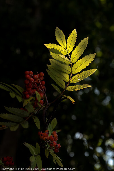 "Enchanting Glow: Backlit Rowan Tree" Picture Board by Mike Byers