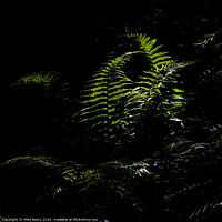 Buy canvas prints of Sun-kissed Ferns by Mike Byers
