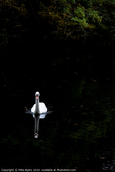 "Graceful Swan Glides Through Autumn Serenity" Picture Board by Mike Byers
