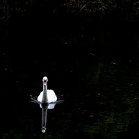 Buy canvas prints of "Graceful Swan Glides Through Autumn Serenity" by Mike Byers