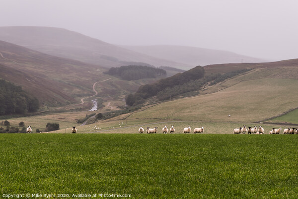 Graceful Sheep Ascend the Verdant Hill Picture Board by Mike Byers