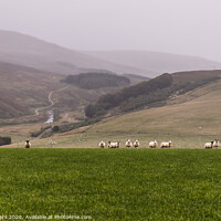 Buy canvas prints of Graceful Sheep Ascend the Verdant Hill by Mike Byers
